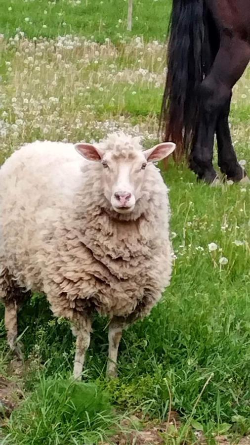 Harmat Porta Villa Galambok Dış mekan fotoğraf